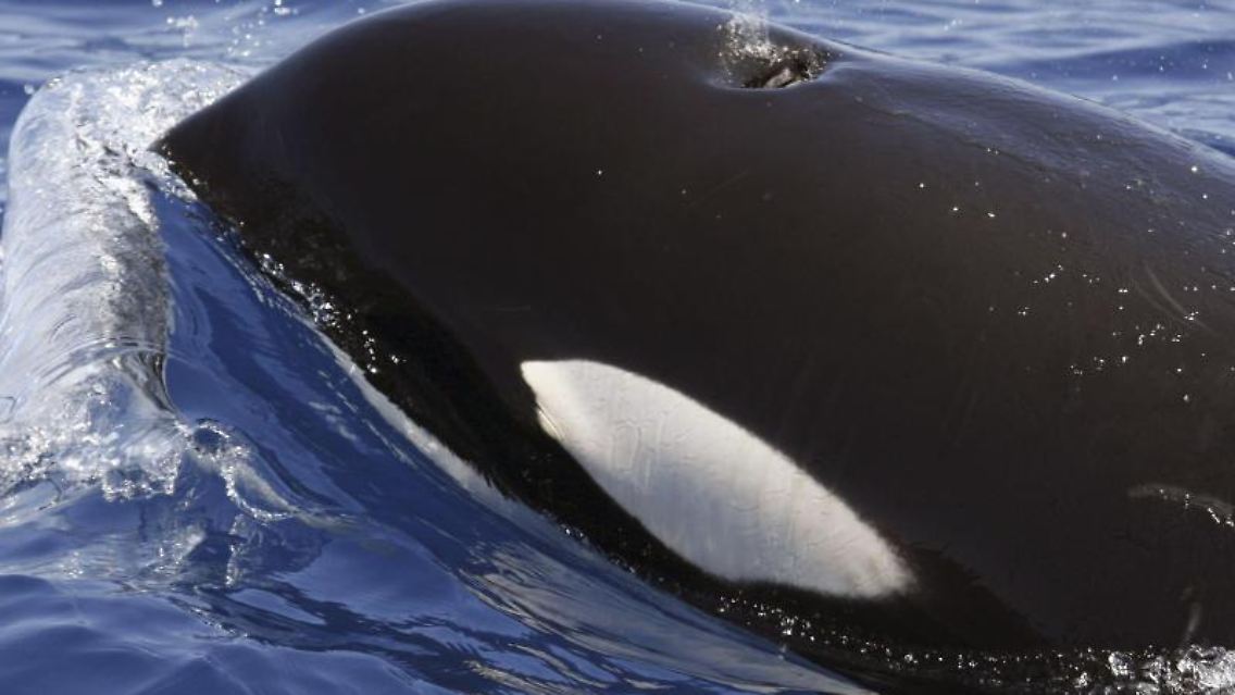 Ältere Schwertwal-Weibchen führen ihre Artgenossen zu den besten Futterplätzen.jpg