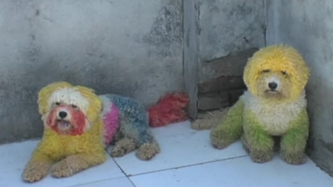 hunde.jpg