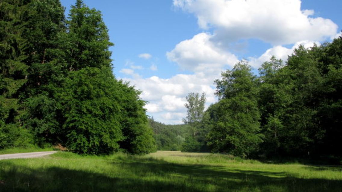 Bäume.jpg