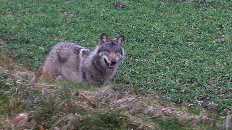 Ein Wolf unweit einer Straße in der Nähe von Drantum (Niedersachsen).