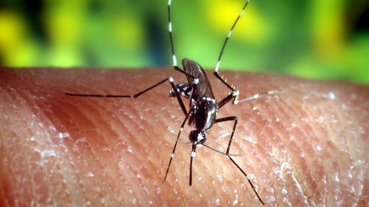 Malaria wird von einer Stechmücke auf den Menschen übertragen.