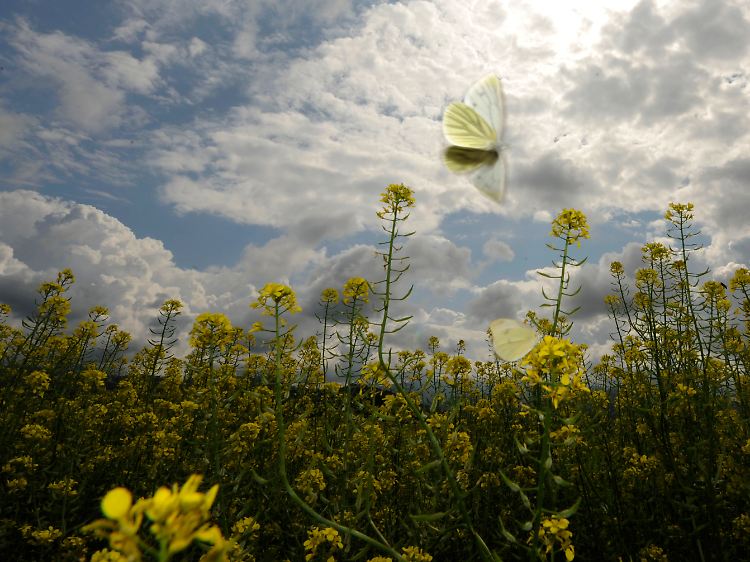 Feld_Schmetterling.jpg