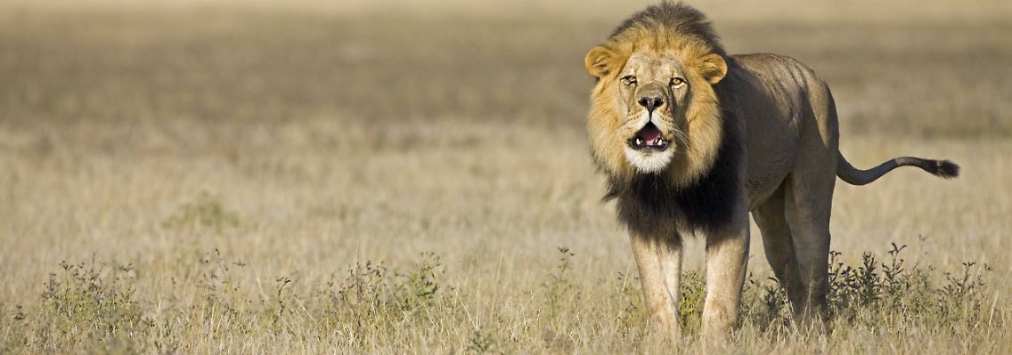 Einfach ein schönes Tier, so ein Löwe.