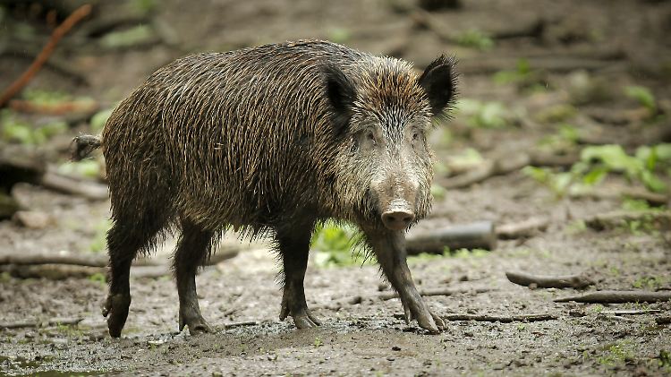 Das Fleisch von Wildschweinen in Bayern ist auch rund 30 Jahre nach dem Unglück in Tschernobyl noch stark belastet.