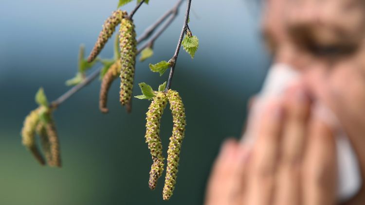Allergiker haben es nicht leicht, wenn Pollen durch die Lüfte wirbeln.