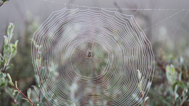 Heimische Spinnen sind gut an strenge Winter angepasst.