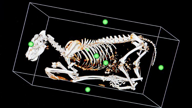 Das Skelett von einem toten Wolf nach einem Verkehrsunfall wird in Berlin im Leibniz-Institut für Zoo- und Wildtierforschung auf einem Computer in einer 3D-Ansicht dargestellt. Berliner Forscher klären Todesursachen von Wildtieren auf - bei Wölfen werden sie immer öfter auch zu Kriminaltechnikern. 