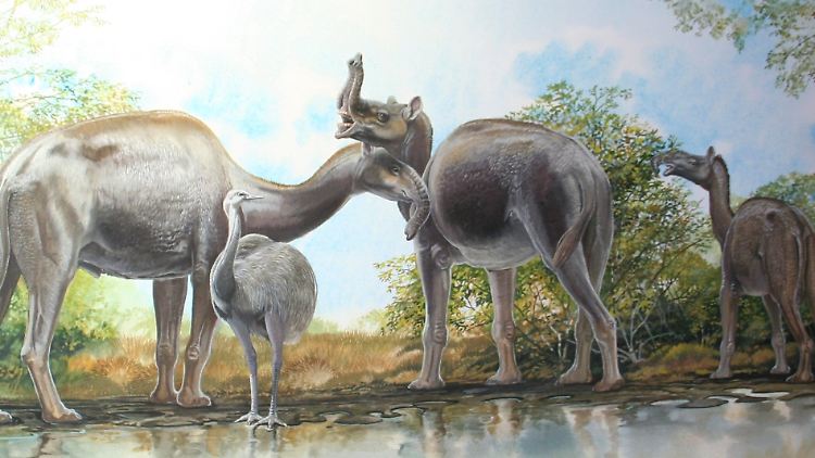 Illustration des kamelähnlichen Macrauchenia. Das Tier gehört zu den südamerikanischen Huftieren, die vor einigen Millionen Jahren ausstarben.