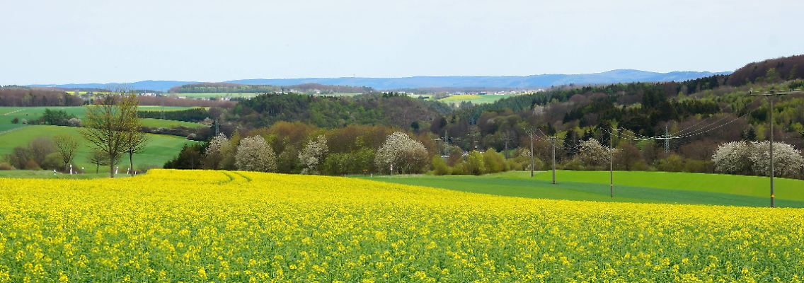 Rapsfeld im Hunsrück