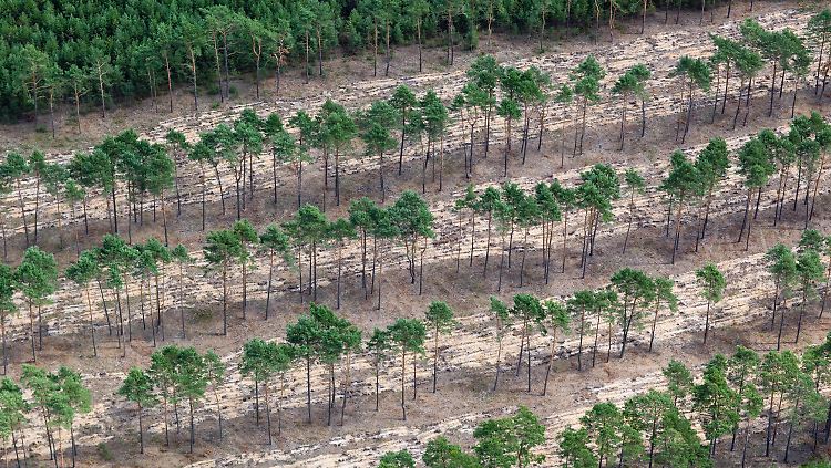 Bis 2020 sollen insgesamt 150 Millionen Hektar Wälder wiederaufgebaut werden.