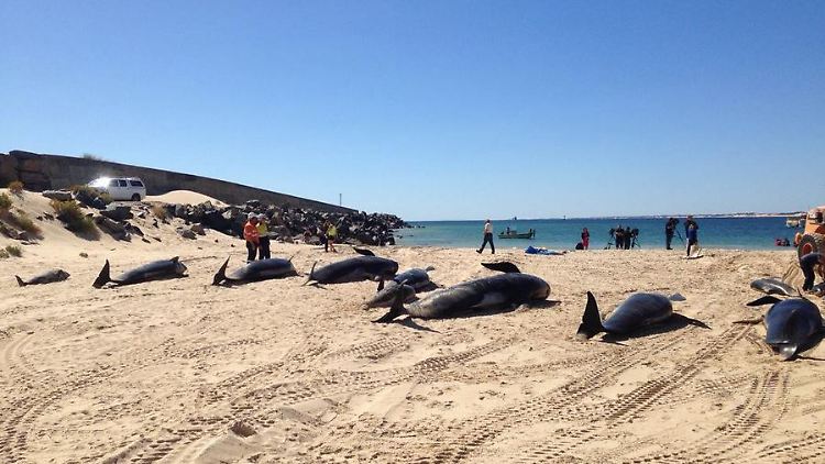 Insgesamt 20 Wale sind vor dem australischen Bunbury gestrandet.