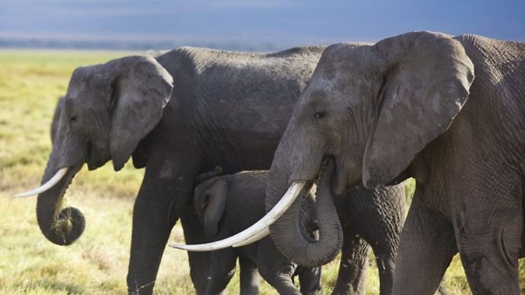 Der Afrikanische Elefant sieht sich vom Aussterben bedroht. Experten in Botsuana wollen das verhindern.