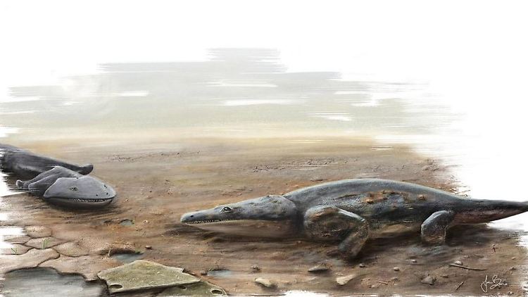 Der Riesen-Salamander soll so groß wie ein Kleinwagen gewesen sein.