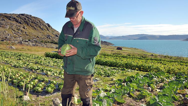 Bauer Anders Iversen prüft auf einem Feld über einem Fjord in Südgrönland den Anbau von Weißkohl und Eisbergsalat.