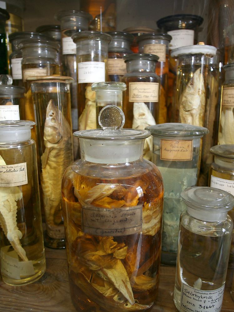 Rund 276.000 Gläser mit zusammen rund einer Millionen Fische, Würmer, Säugetiere, Krebse, Weichtiere, Insekten, Spinnen und Reptilien sind in den Ostflügel umgezogen.