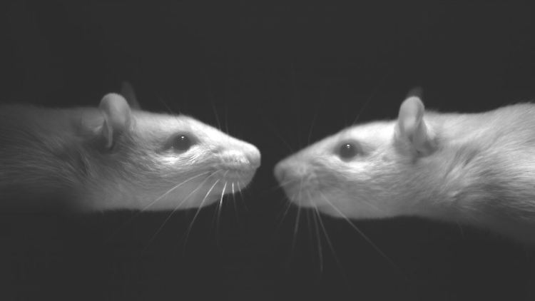 Über die Tasthaare können Ratten erkennen, ob sich ein Artgenosse oder ein Objekt in der Nähe befindet.