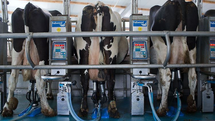 Wegen der Hitze im Sommer hatte die Milchliefermenge vorübergehend abgenommen.
