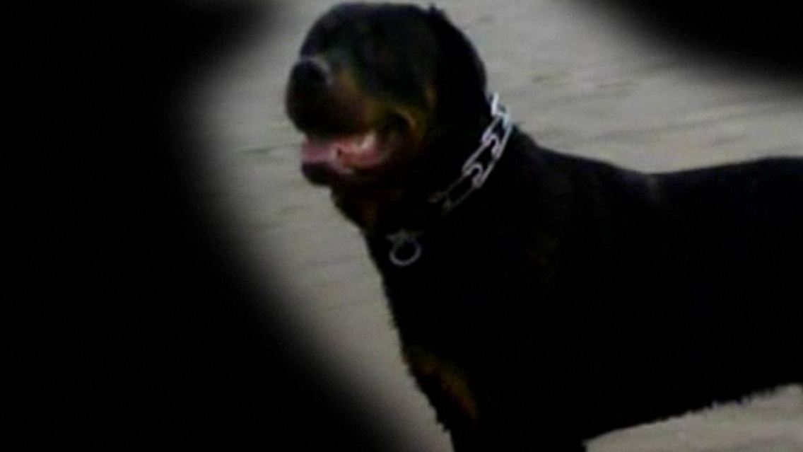Rottweiler.jpg