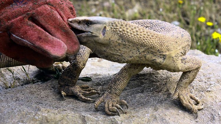Varanus nesterovi kommt nur auf einem kleinen Gebiet entlang des Südwestrandes des Zagros-Gebirges im Iran vor.