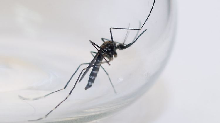 Typisch für die Asiatische Buschmücke sind die weißen Querbinden über ihrem Körper.