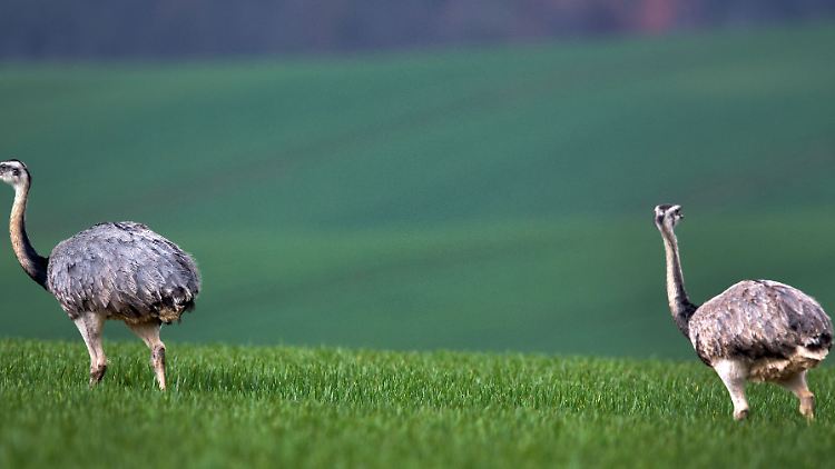 Wilde Nandus spazieren über ein Getreidefeld bei Utecht (Mecklenburg-Vorpommern). 
