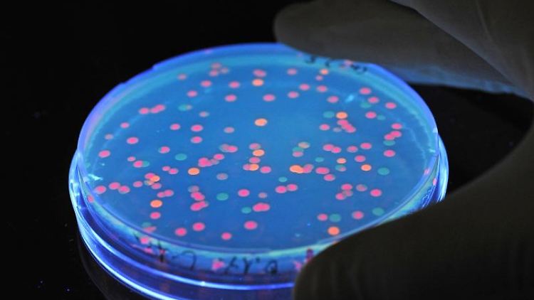 Fluoreszierende Samonellen unter Schwarzlicht im Labor: Mit programmierten Salmonellen gehen US-Forscher gegen Krebsgeschwüre vor.