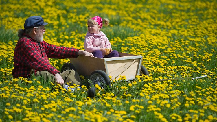 Was kann schöner sein, als mit Opa und Bollerwagen in einer Löwenzahnwiese?