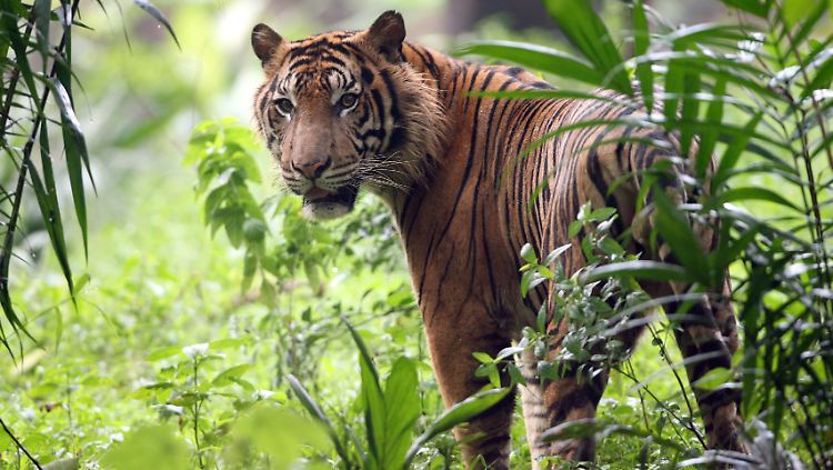 Ein Sumatra-Tiger im Ragunan Zoo in Jakarta.