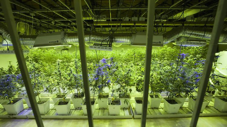 Der legale Cannabis-Anbau in den USA ist ein Milliardengeschäft. 
