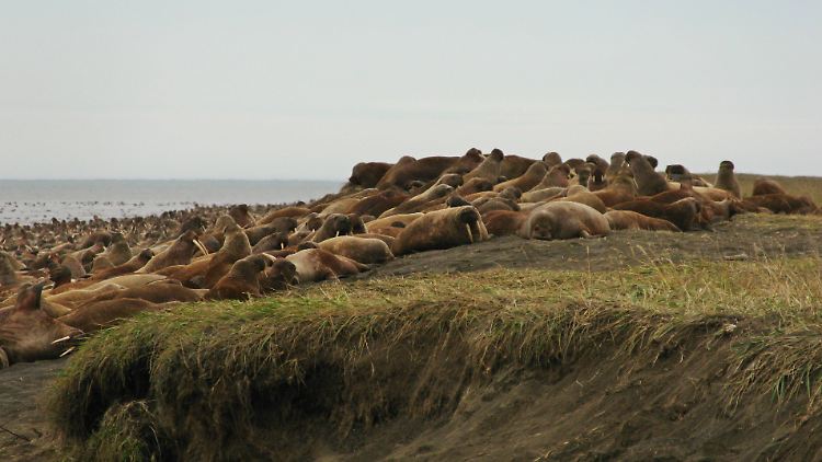 Walrosse auf einem Strand nahe Point Lay in Alaska.