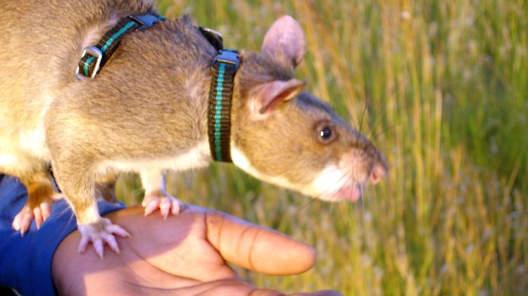 Riesenhamsterratten können den Tuberkulose-Erreger erschnüffeln.