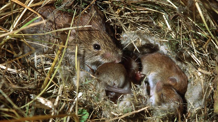 Babyboom: Eine Feldmaus kann pro Jahr mehr als 10.000 Nachkommen werfen.