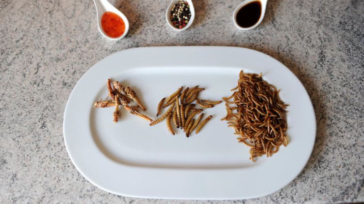 Insekten und Algen sollen der Fleischersatz der Zukunft sein.