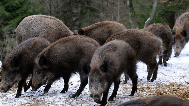 Die Strahlenbelastung der Wildschweine überschreiten laut Angaben des Jagdverbandes die zulässigen Grenzwerte um mehr als das Sechzehnfache.