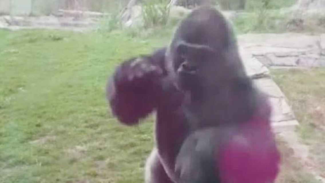 Gorilla rastet aus.JPG