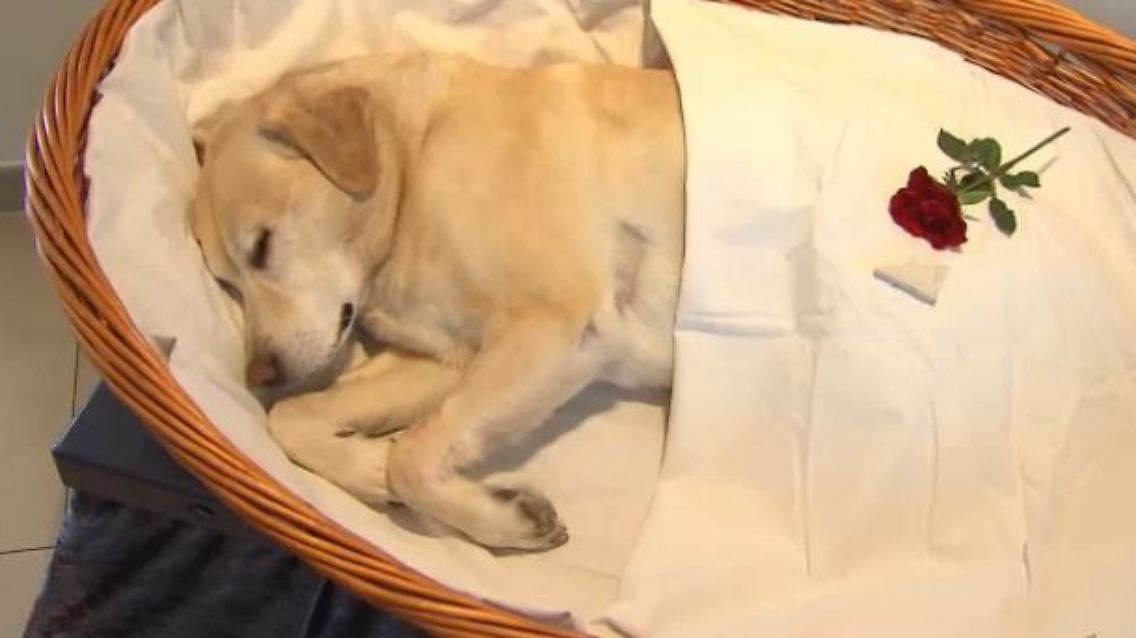 toter hund.JPG