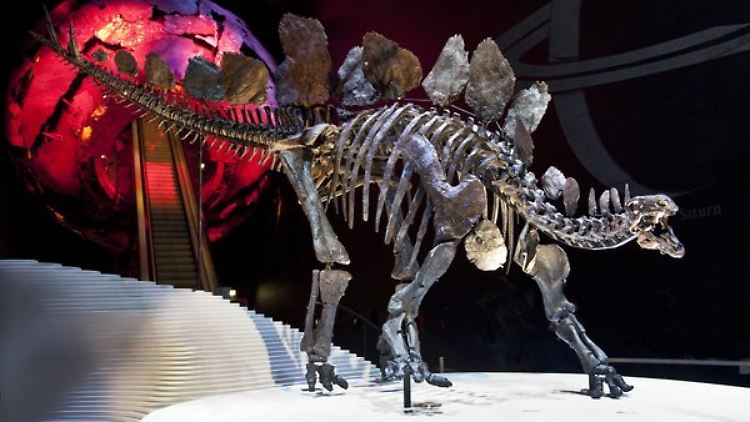 Die Knochenplatten des Stegosaurus sollen je nach Geschlecht unterschiedliche Formen gehabt haben.
