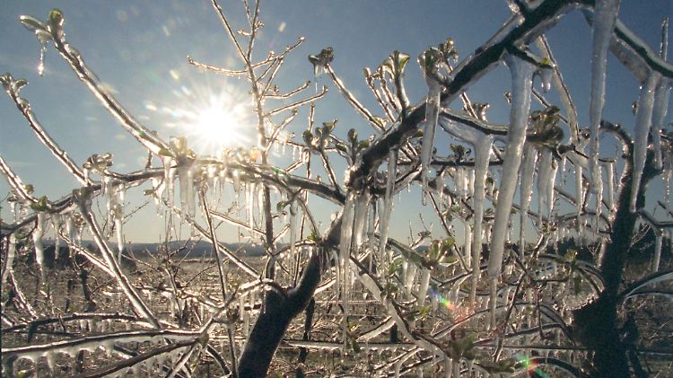 Frostschutzberegnung schützt nicht nur die Blüten vor dem Kältetod, sondern macht aus Obstbäumen vereiste Naturschönheiten.