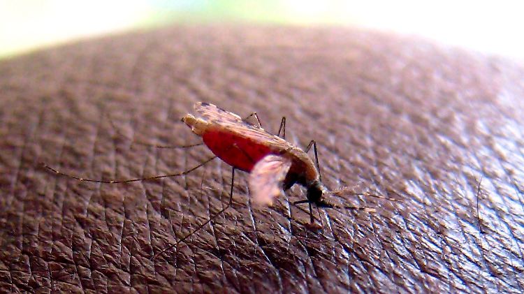 Mehr als eine halbe Million Menschen sterben jährlich an Malaria. Viele Kinder sind betroffen. 