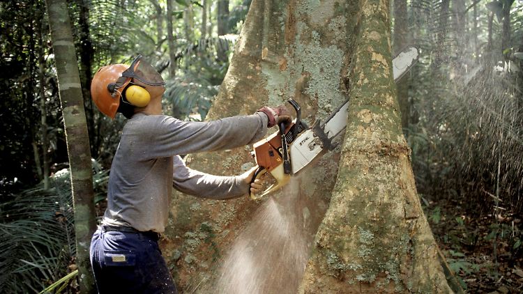 Die Waldzerstörung heizt den Klimawandel an und vernichtet Artenreichtum bei Pflanzen und Tieren.