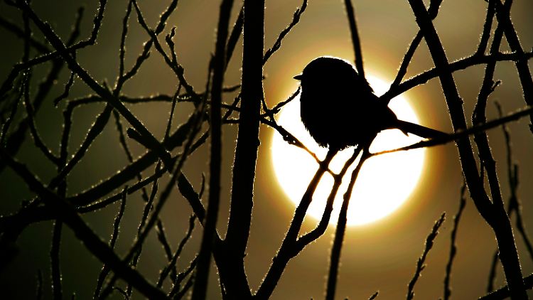 Vogelgesang passt sich der Umgebung an: Stadvögel ahmen sogar Handyklingeltöne nach.