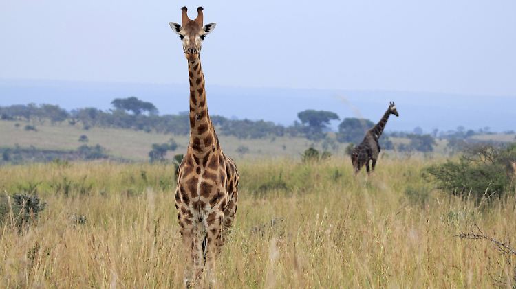 Forscher schlagen Alarm: 44 der 74 Tierarten, die sie untersucht haben, sind akut vom Aussterben bedroht. Darunter auch die Rothschild-Giraffe (Giraffa camelopardalis rothschildi).