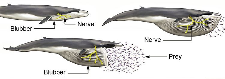 Einige Meeresgiganten wie Finnwale können ihr Maul weit aufreißen, um große Mengen an Wasser und Nahrung aufzunehmen. Dabei helfen ihnen dehnbare Nervenstränge.