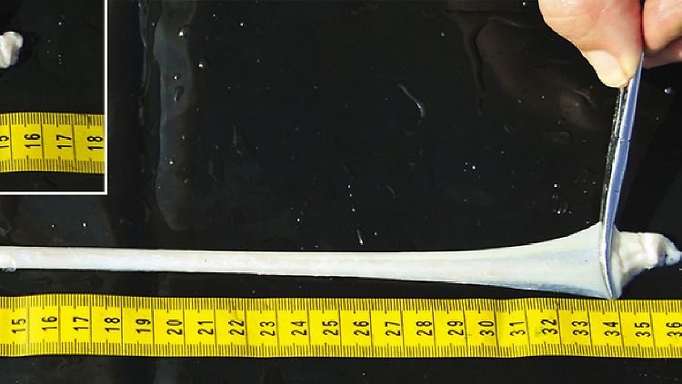 Die elastischen Nerven helfen den Meeresgiganten bei der Nahrungsaufnahme.