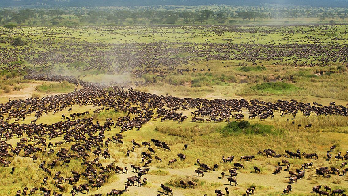 Überwältigender Anblick: Die großen Tierwanderungen in der Serengeti. (Bild vom 25. August 2010)