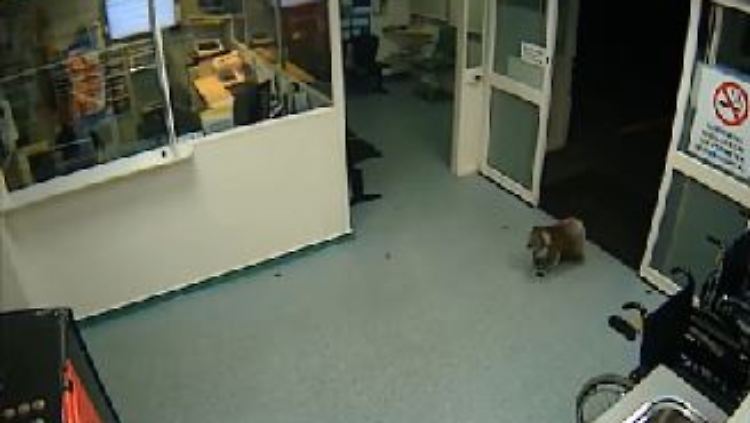 Ein Koala spaziert wie selbstverständlich durch eine Notaufnahme in Sydney.