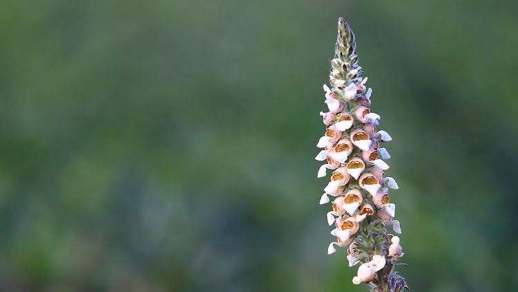 Digitalis bezeichnet die Pflanzengattung der Fingerhüte.