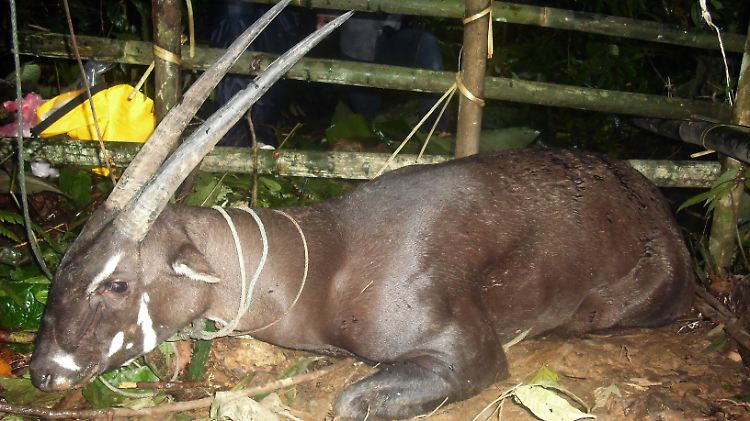 Das Vietnamesische Waldrind gehört zu den Huftieren.