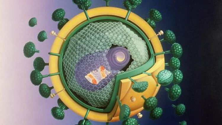 Modell des HI-Virus, das die Immunschwäche Aids auslöst.