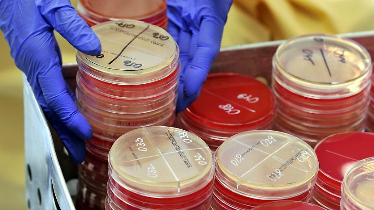 Besonders in Krankenhäusern sind sie ein Problem: Bakterien, gegen die kaum noch ein Antibiotikum wirkt. Das hat mitunter tödliche Folgen.